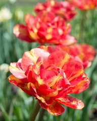 Flowers red tulips 