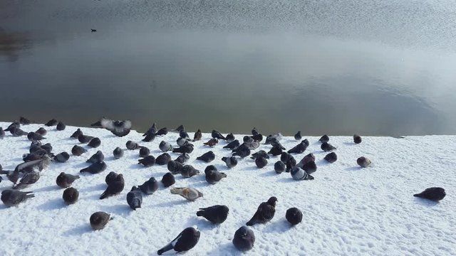Pigeons on the river in winter time. Steadicam shot.