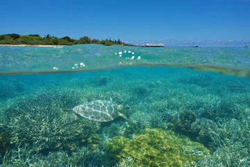 Over and under the sea, a turtle underwater on a coral reef and island with a resort above the surface, Maitre islet, Noumea, New Caledonia, south Pacific ocean   © dam
