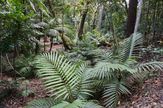 Fototapeta Palm trees growing in a forest of New Caledonia, Grande Terre island, south Pacific