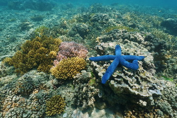 Underwater marine life colors, a blue Linckia sea star with corals, south Pacific ocean, New Caledonia
