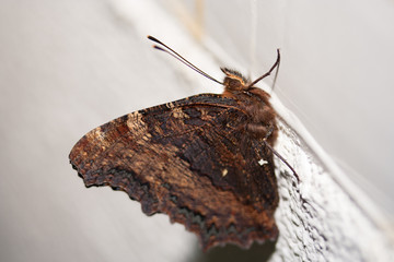 Detalle mariposa