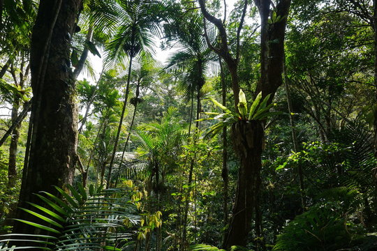 Fototapeta Vegetation in a forest of New Caledonia, Grande Terre island, south Pacific  