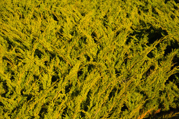 Background of the evergreen juniper bush