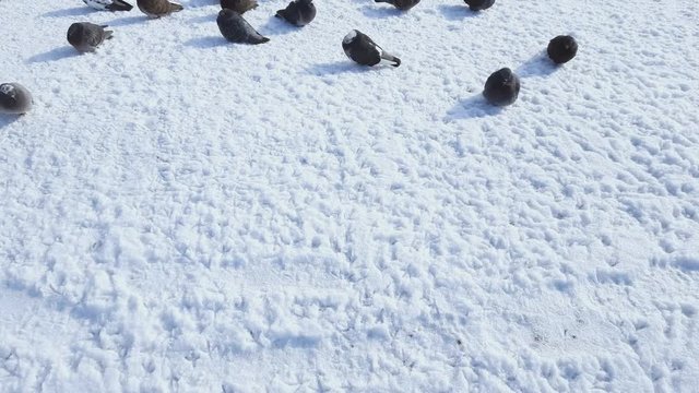 Pigeons on the river in winter time. Steadicam shot.
