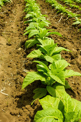 Small tobacco plants