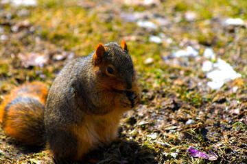 Michigan Squirrel