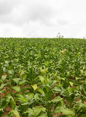 Fototapeta na wymiar Tobacco plantation