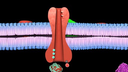 Active Transport Human Cell