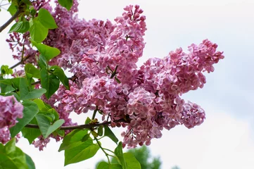 Photo sur Plexiglas Lilas Branche violette de lilas