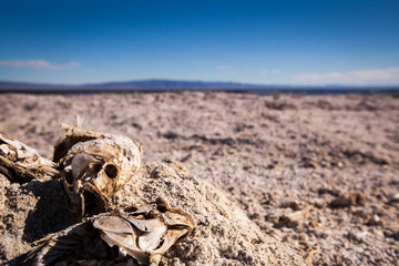 Dead fish at Salton Sea