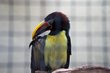 A bird with a large beak and bright