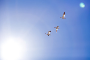 Snow Geese in the Sky