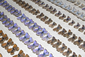 Collection of Victorian Butterflies