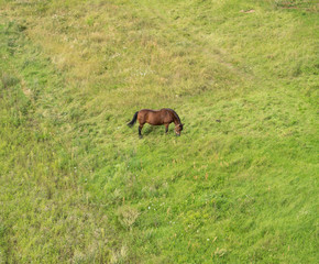 Naklejka na ściany i meble Horse on the meadow