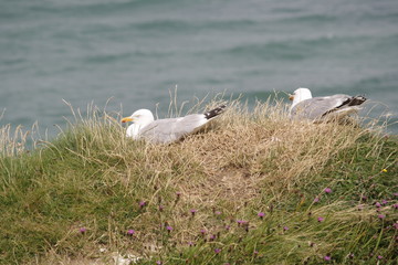 mouette