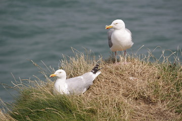 goéland