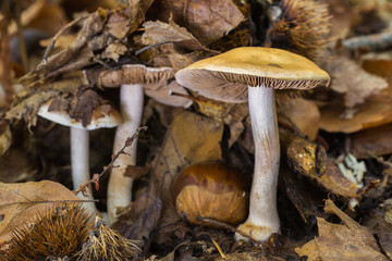 Russula ochroleuca
Mushrooms growing among the leaf litter of a chestnut forest.