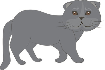 grey cat
