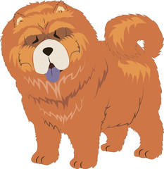 chow chow dog