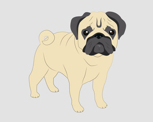 pug dog