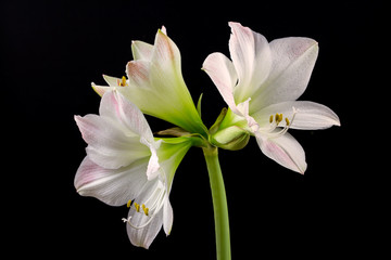 Fototapeta na wymiar White amaryllis flower