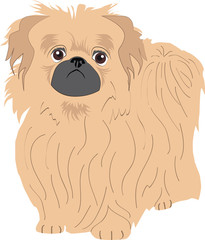 Pekingese dog Pekinese