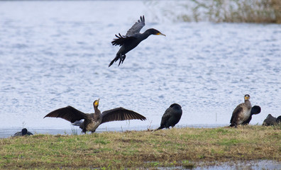 Cormorants ,Phalacrocorax carbo