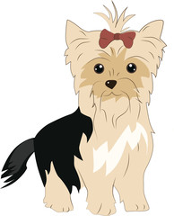 yorkshire terrier dog at one color background