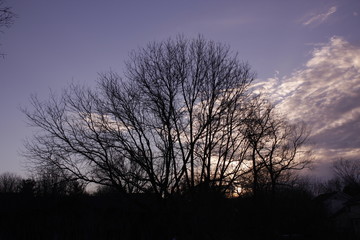 Fototapeta na wymiar Silhouetted against the peeking sun, the bare tree stands proud