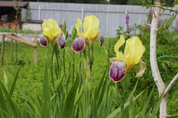 irises in the garden. flowers