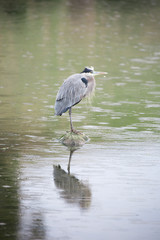 Great Blue Heron - Ardea Herodias foraging in the rain. Coyote Hills Regional Park, Fremont, California, USA.