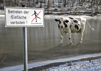 Die Kuh vom Eis holen