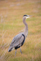 Great Blue Heron - Ardea Herodias foraging in the grasslands. Coyote Hills Regional Park, Fremont, California, USA.
