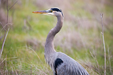 Fototapeta premium Great Blue Heron - Ardea Herodias headshot in the grasslands. Coyote Hills Regional Park, Fremont, California, USA.