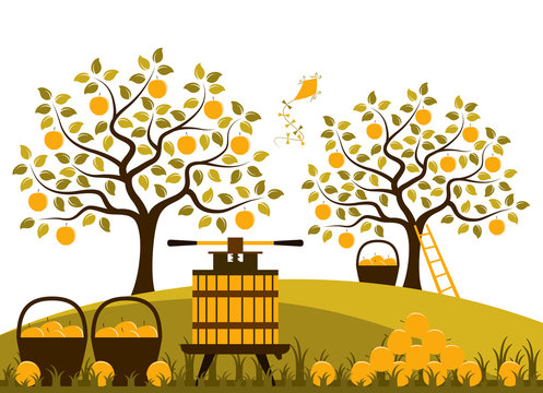apple harvest