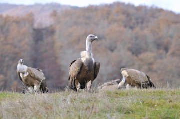 Three Eurasian Griffons on grass