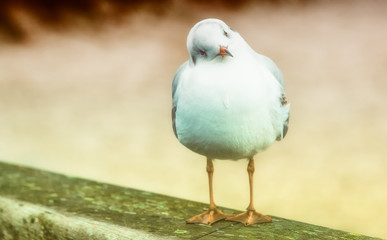 Hallo du da