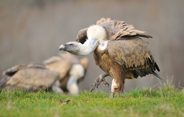 Griffon vulture in the meadow of Leon.