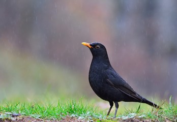 Common blackbird in the rain