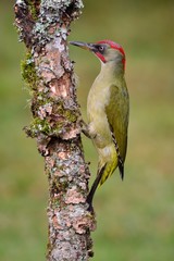 Male european green woodpecker on a branch