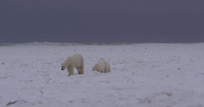 Icy storm waves break behind approaching polar bear with cubs