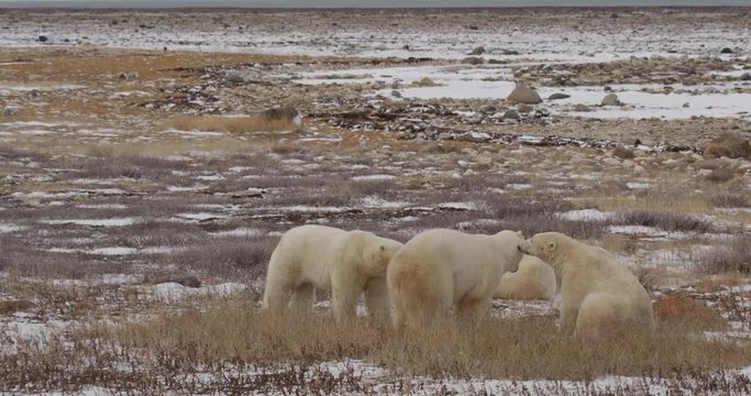 Four polar bears sit and greet each other in willows