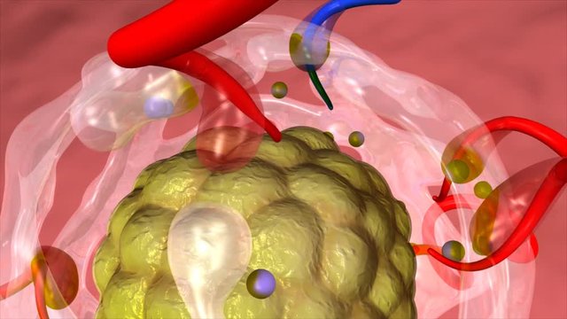 Cytotrophoblastic shell