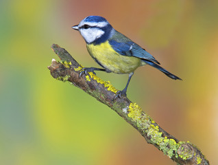 Obraz premium modraszka na drzewie