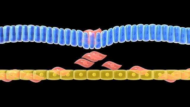 Endoderm and Mesoderm