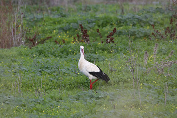 White stork (Ciconia ciconia) in a field in Donana, Andalusia, Spain