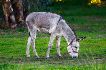 Donkey grazing in natural reserve and national park Donana, Andalusia, Spain.
