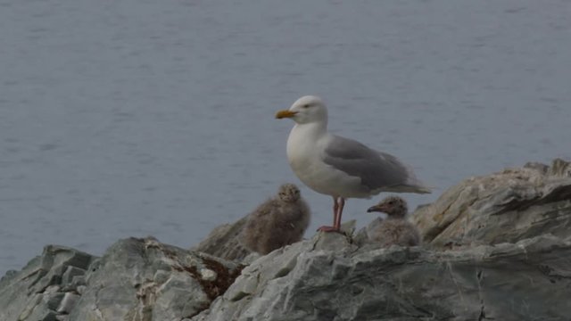 Glaucus gull cries on nest with its two chicks