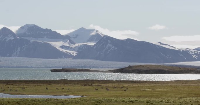 Wide shot of barnacle geese on shoreline of bay with snowy mountains